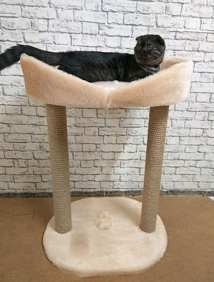 домик для кошки с когтеточкой своими руками