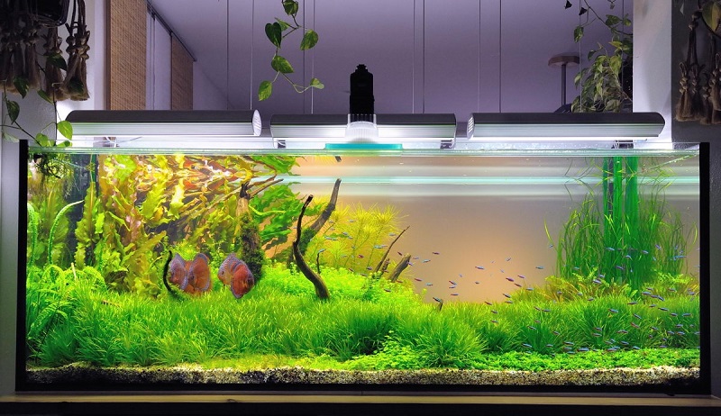 Как сделать аквариум в домашних условиях своими руками